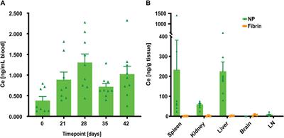 Bioglass/ceria nanoparticle hybrids for the treatment of seroma: a comparative long-term study in rats